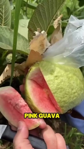 431K views · 6.5K reactions | Taiwan Pink Guava A tropical gem loved...