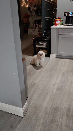 395K views · 6.7K reactions | Good morning cooper and archie #dog #doglife #doglover #doglifestyle #reelsvideo #reel | Life of Cooper | Facebook