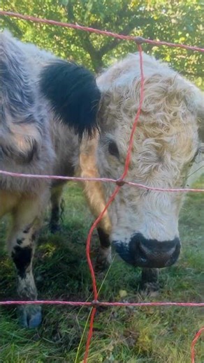 Roztomilá návštěva