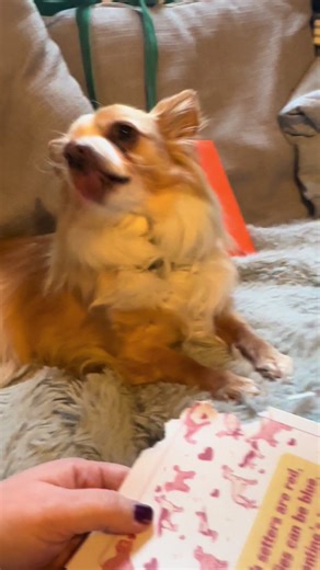 #butternutbox #dogsoftiktok #doggo #treat #valentinesday