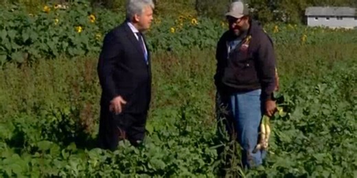 Garden Spot: Radish and turnip season