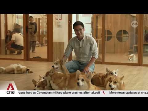 Thailand’s pet food exports surge, but rising competition and global risks may slow growth