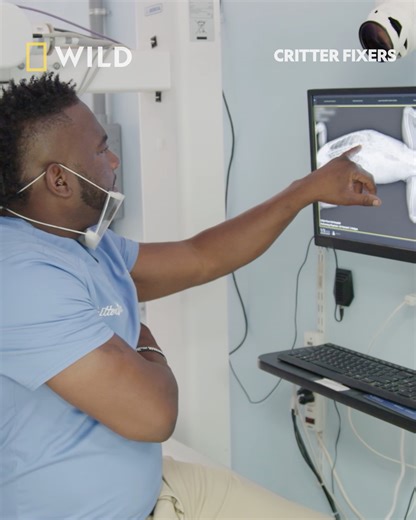 Dr Hodges and Dr Ferguson are back with a new season of Critter Fixers. In rural Georgia the pair of vets tackle everything from routine checkups to life saving surgery for all creatures big and small. Watch the new season of Critter Fixers on Sunday 2nd February at 6pm on National Geographic WILD UK. | National Geographic UK