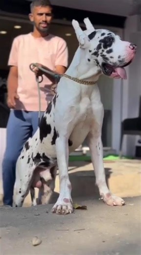 Massive Great Dane Stud Puppy for Sale | Champion Bloodline Gentle Giant!#GreatDane #puppiesforsale