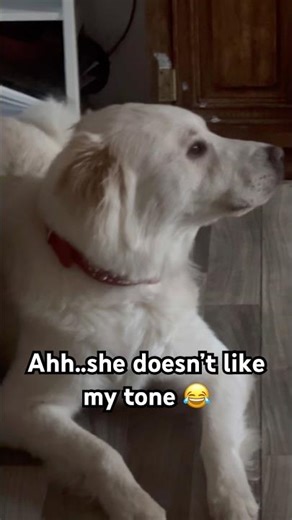 Great Pyrenees Doesn’t Like My Tone