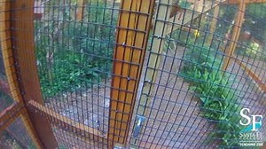 Step into the shoes of a zookeeper at Santa Fe College Teaching Zoo! Check out this keeper’s eye view of a typical day as a zookeeper. You’ll notice it involves a lot of cleaning (every day!), feeding and caring for a wide variety of animals, including endangered species, training for medical care, mental stimulation, and wellbeing…. and even more cleaning. The life of a zookeeper may not be glamorous, but one of opportunity to win hearts for animals and make a difference for wildlife all over t