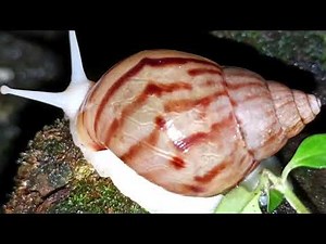 Snail Anatomy: Shell, Slime, and Reproduction, Explained Simply