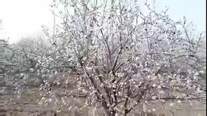 20K views · 668 reactions | Summer may not be here yet, but Spring definitely is! How do we know? Beautiful Almond Trees are blooming throughout Israel.  Eyal Asaf - Aerial Photography | Israel Ministry of Foreign Affairs | Facebook