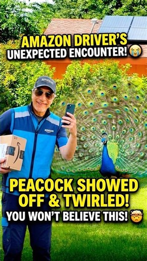 POV: This Peacock Put On A Show For The Amazon Driver 😭 (Watch Till The End 🦚) #amazon #delivery