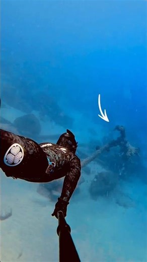 Diving to the Gold Coast Underwater Tree