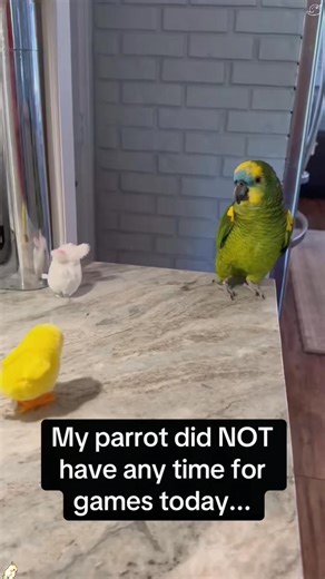 61K views · 808 reactions | part33：This parrot is a little angry.#fouryou #cockatoo #angrybird #whiteparrot #fight | Silent Aurora | Facebook