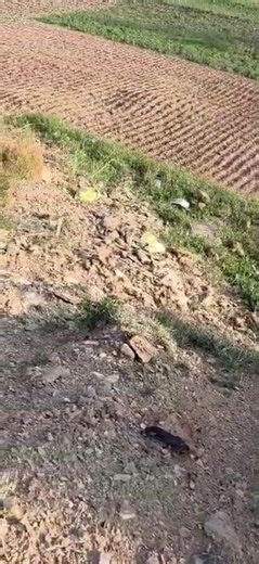 6 bigha for sale in Theog area, Shimla hills #realestate