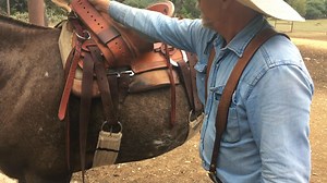How saddling a mule is different from saddling a horse! | Garrison Mulemanship and Training