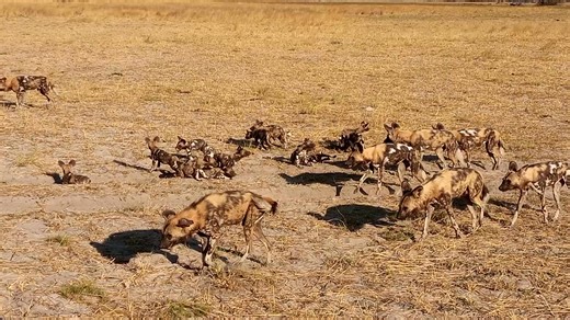 The Rhythm of the Wild — African Wild Dogs on the Move | San & Nature guide by Kane Motswana There are few safari moments more electric than watching a pack of wild dogs move as one. In this clip, you’ll see a group of African wild dogs traveling together across the plain—alert, efficient, and completely in tune with one another. They pause, glance around, and then pick up the pace, ears up and bodies low, every member reading the same invisible map of the bush. This was a real, respectful encou