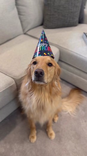 Happy Birthday Teddy - A Day in the Life of a Golden Retriever