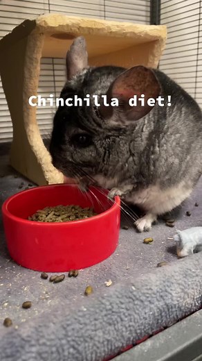 What should chinchillas eat? Heres the answer to that question and much more! #chinchilla #stitchthechinchilla #chinchilladiet #greenscreen