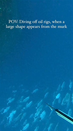 🐋🐳😳@straighthookers #spearo #spearfishing #whale #whales #padi #gopro #octomask #freediving #scuba #scubadiving #snorkelling #snorkel #underwater | OCTOMASK