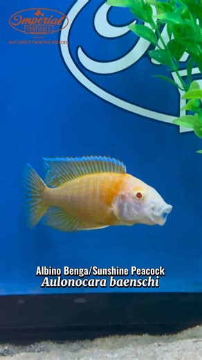 Fun Fact: 🌟 Male Albino Sunshine Peacocks are the real show-offs! They develop brighter orange and yellow colors as they mature, especially when trying to impress females. 🐟💛#AlbinoBenga #SunshinePeacock #CichlidLove #LakeMalawi #AquariumGoals #FishFacts #CichlidAddict #AquariumLife #RareAquatics | Imperial Tropicals