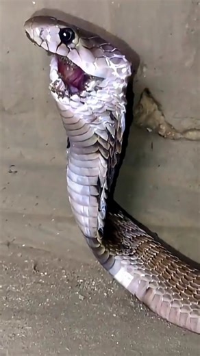 Exploring Australia! #wildlife#reptiles#Australia#snake#crocodile#shorts#nature#animals#crazy