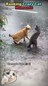 Ranking Cats That Lost Their Minds #catfails #funny