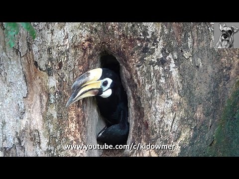 Female HORNBILL breaks free & leaves Sealed Nest