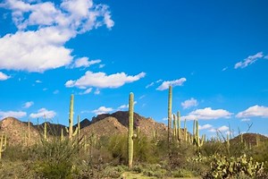 Contact | Arizona Motor Vehicle Express