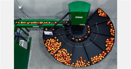 "This compact Polish-made apple sorting machine offers many possibilities for fruit growers"