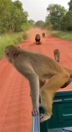 Emotional chase between a monkey and lions intense survival race #wildlife #nature #safari