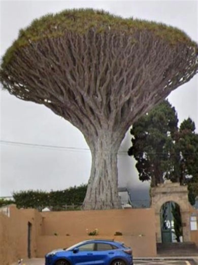 La borrasca Regina derriba el drago de San Francisco