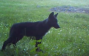 Washington state to kill more wolves to protect livestock