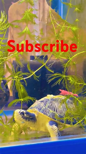 RED CHERRY SHRIMP TANK SETUP #aquarium#shrimp#shorts#