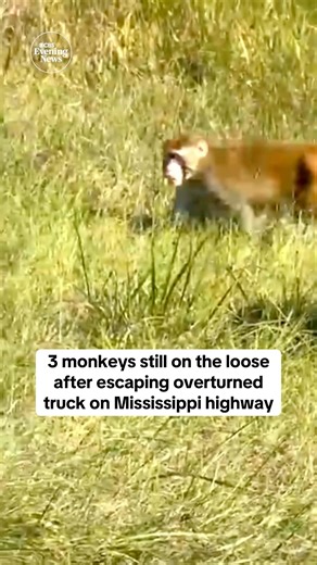 There are three rhesus monkeys still on the loose after a truck carrying them overturned on a Mississippi highway. CBS News’ Kati Weis is following the story. | CBS Evening News