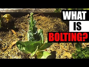 What Is Bolting? - Garden Quickie Episode 84