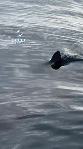 82K views · 1.5K reactions | Iconic Great White Shark Dorsal Fin | White Shark Ocean | Facebook