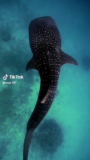 Tubarão Baleia: Vida Marinha e Resgate de Manatees