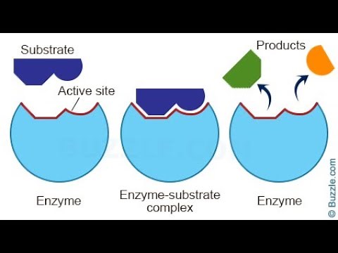 Les enzymes : des biomolécules aux propriétés catalytiques