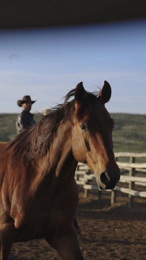Legendary Horse Auctioneer Steve Friskup's Words of Wisdom