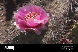 Flowering cactus plants, Pink flowers of Opuntia sp. (polyacantha) in Canyonlands National Park, Utha Stock Video Footage - Alamy