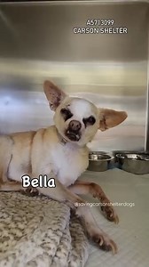 39K views · 2.2K reactions | A5713099 ✰ BELLA -7/14/25- Returned...