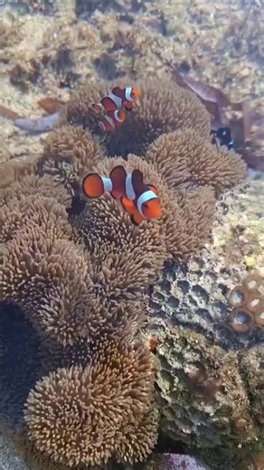 Nemo and the Anemone: A Sea Bond Like No Other