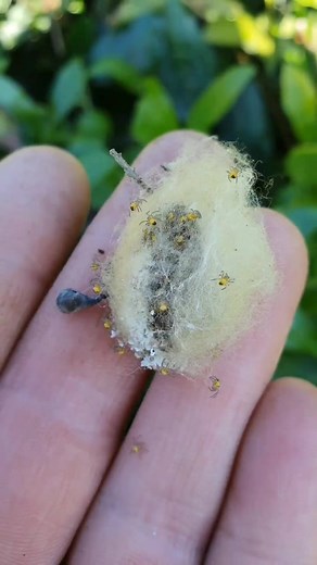 Close-Up of Unusual Yellow Object in Nature
