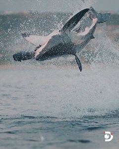 5.8M views · 8.9K reactions | #SharkWeek, we have liftoff! 麗 It all starts tonight at 8p ET on Discovery and on discovery+. | Shark Week | Facebook