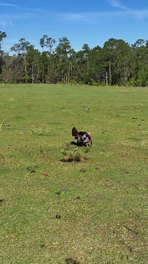 Located in Central Florida, Lake Buffum Ranch features 211 acres of pastures, wetlands, creeks, and upland hardwoods. The property is fully fenced and crossed fenced, making it ready for your cattle or other livestock. There is also a large population of Osceola Turkeys on the ranch and in the surrounding area, along with deer and hogs. While being less than 10 minutes from both US 27 and US 17, the land has a rural and secluded feel. Lake Buffum Ranch • Fort Meade, FL For more information, plea