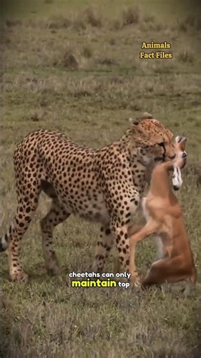 The Fastest Animal on Land and runs 70 MPH 🤯