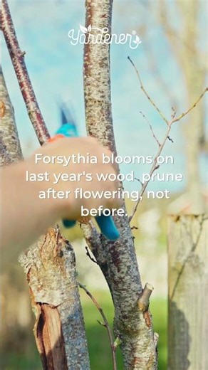 Why Is My Forsythia Not Blooming? The Most Likely Reasons