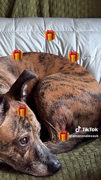 4: Ensure they get walkies by having Alexa review your @Ring UK camera 9: Set up a weekly 'buy kibble' reminder to never run out again 13: Play @Amazon Music‘s 'Calming Music for Dogs' playlist in all rooms 18: Ask Alexa to find the very best pet groomer in your area 67: Control the Roomba to keep the house hair-free (for at least 10 mins...) #alexaplus #amazonalexa #alexa #smarthome #petday