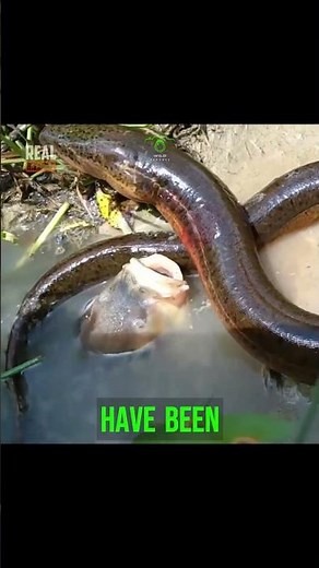 The Shocking Truth About Electric Eels