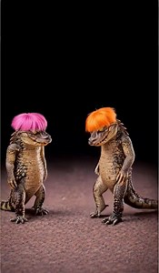 Dancing crocodiles 🤣 | Paul Santos