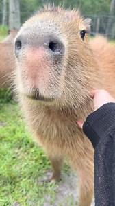 Sound on for happy capybara chattering 🖤 Have you heard what capybaras sound like before? #capybara #capybaras #cuteanimals #funnyanimals #capybarasofinstagram #capybaralove #animals #capybaramemes #cute #cutevideos #capybaras_for_life #capybarawatch | Dark Wings Wildlife & Education