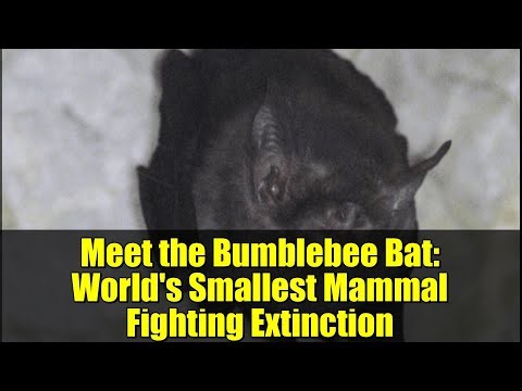 Meet the Bumblebee Bat: World's Smallest Mammal Fighting Extinction